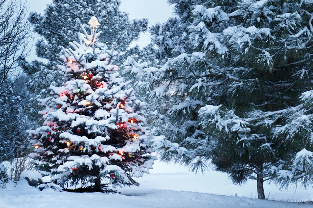 Katebackdrop£ºKate Christmas Backdrop Winter Snow Forest Pine Background