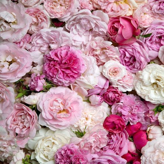 Kate Red And Pink Flower Colored Floral Valentine's Day Backdrop -UK