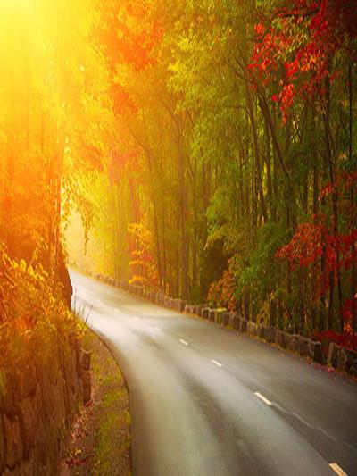 Kate Autumn Scenery Road Trees Sunset Photography Backdrops - Kate backdrops UK