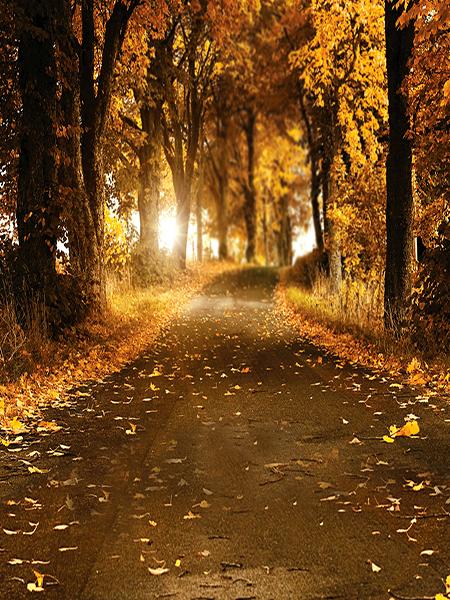 Kate Autumn Secnic Photography Background Fallen Leaves Roads Backdrop - Kate backdrops UK