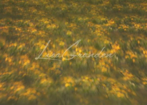 Kate Yellow Orchard Floor Backdrop for Photography Designed by Lisa Granden -UK