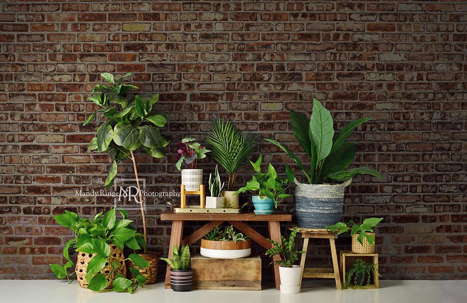 Kate Summer Plant Lover Backdrop Designed by Mandy Ringe Photography -UK