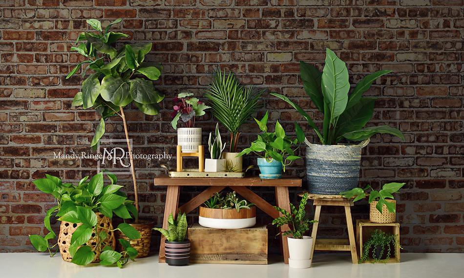 Kate Summer Plant Lover Backdrop Designed by Mandy Ringe Photography -UK