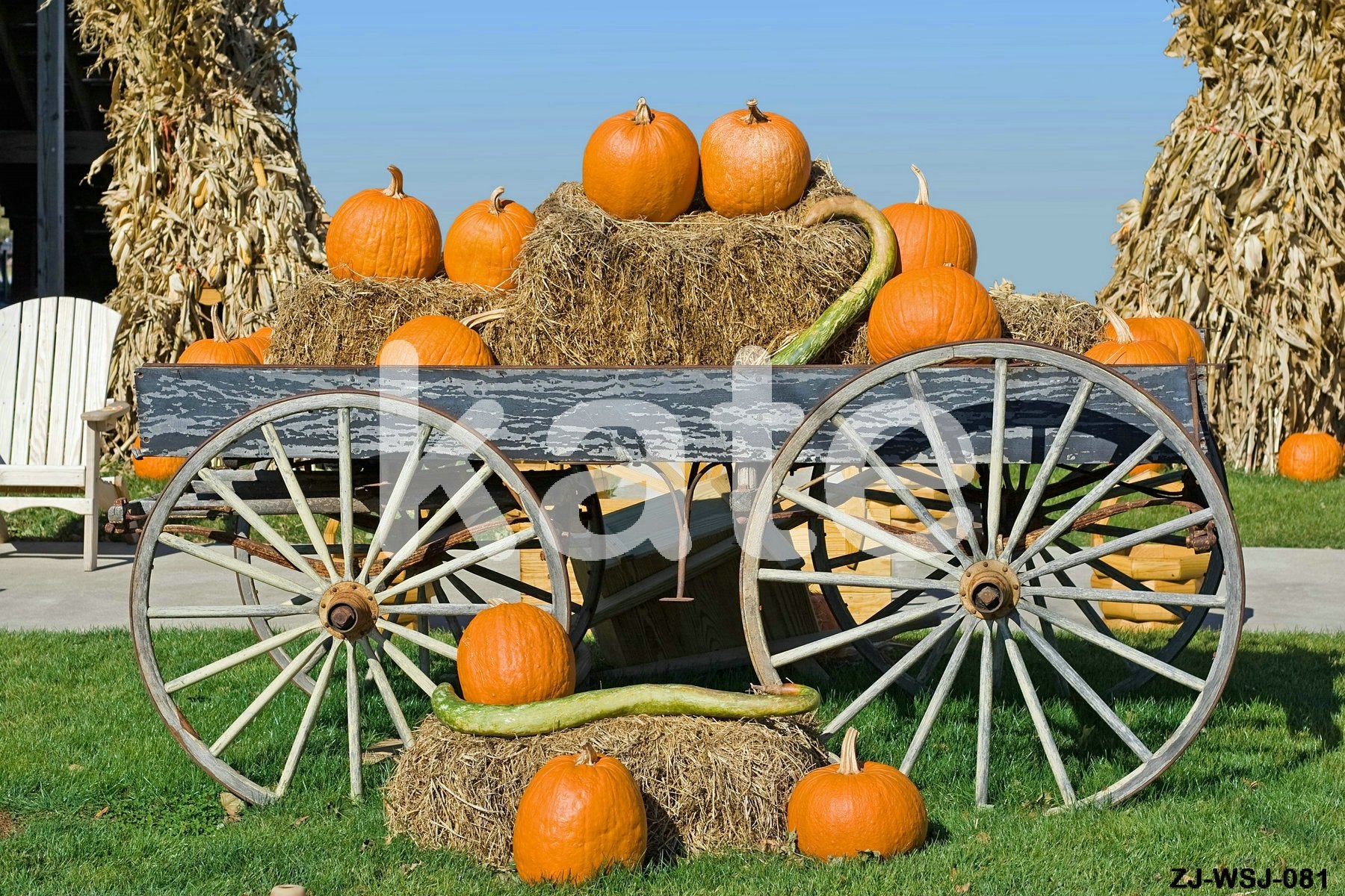 Kate Harvest Autumn Pumpkin Backdrop Wheel Grass Background for Photo - Kate backdrop UK