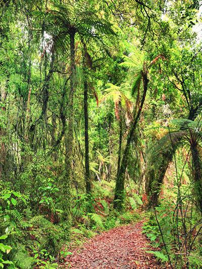 Katebackdrop£ºKate Natural Scenery Tropical Rain Forest Backdrop