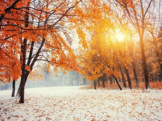 Katebackdrop£ºKate Sunshine Winter Scenic Photography Backdrops Maple Leaves Tree