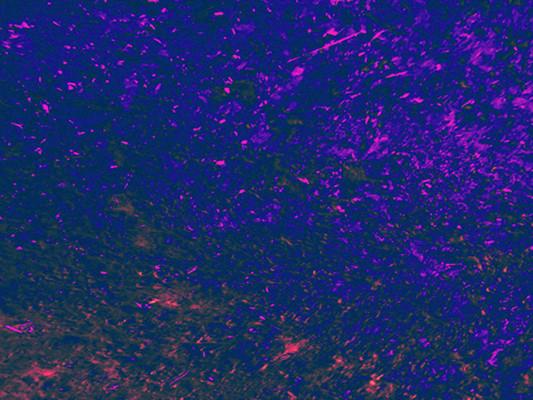 Katebackdrop£ºKate Textured Purple Blue Photography Backdrop