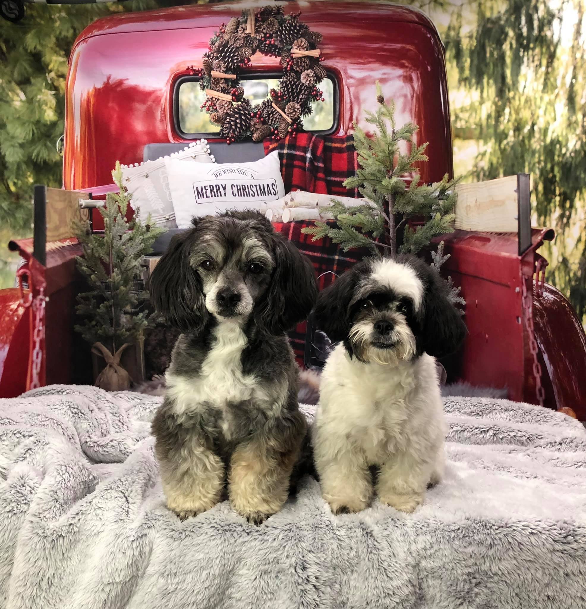 Kate Red Christmas Truck Backdrop Designed by Mandy Ringe Photography -UK