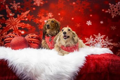 Kate Red Snowflake Winter Backdrop Christmas Backdrops for Kids - Kate backdrop UK