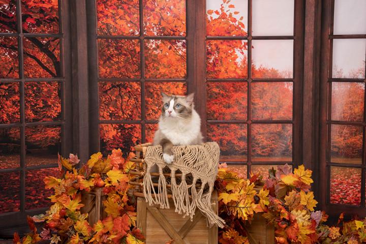 Kate Autumn Fallen Leaves Backdrop Window for Photography -UK