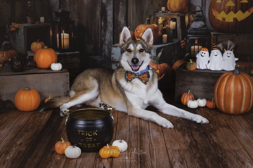 Kate Halloween Pumpkin Door Backdrop Designed by Chain Photography