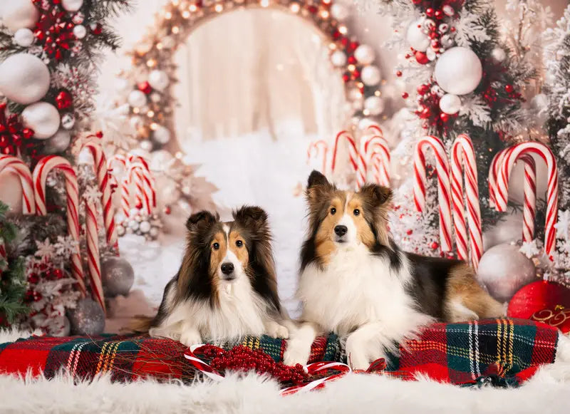 Kate Christmas Candy Cane Arch Snow Backdrop Designed by Emetselch