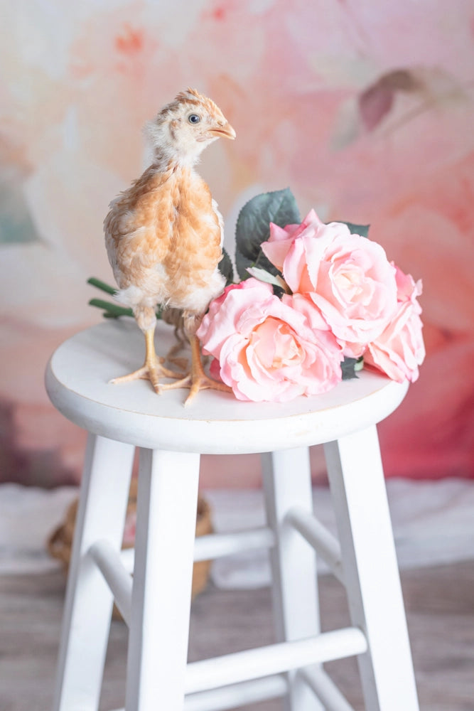 Kate Fine Art Colorful Floral Backdrop Designed by GQ -UK