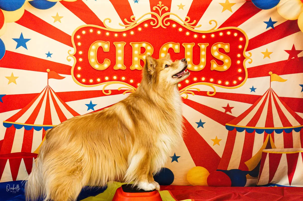 Kate Cake Smash Circus Tent Balloons Backdrop Designed by Patty Robert -UK