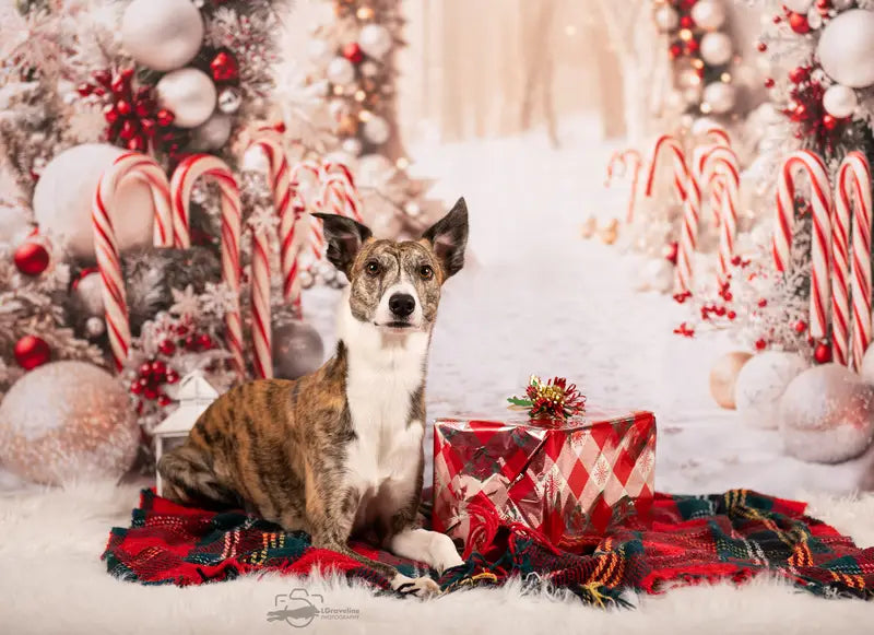 Kate Christmas Candy Cane Arch Snow Backdrop Designed by Emetselch