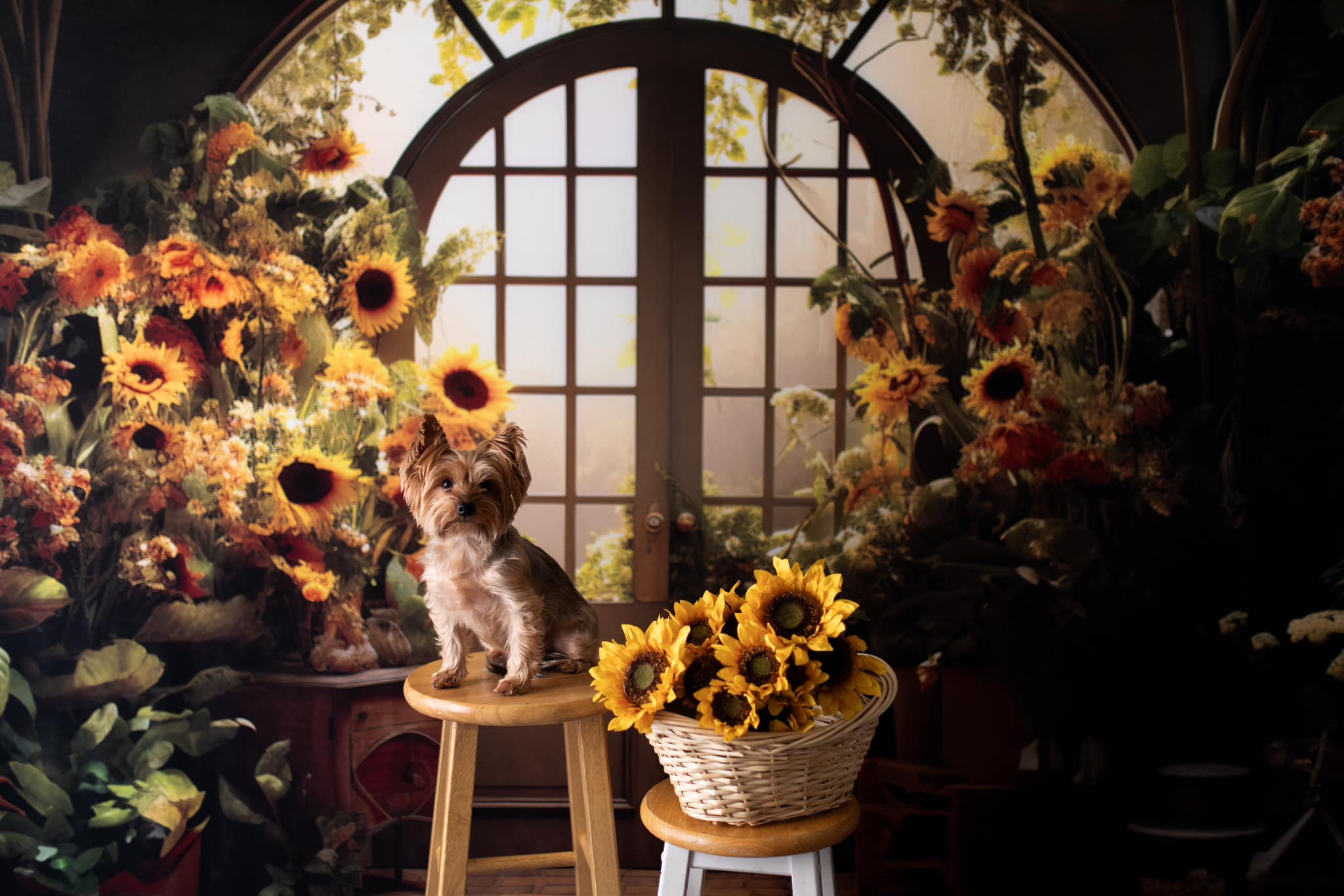 Kate Autumn Sunflower House Backdrop Designed by Emetselch -UK