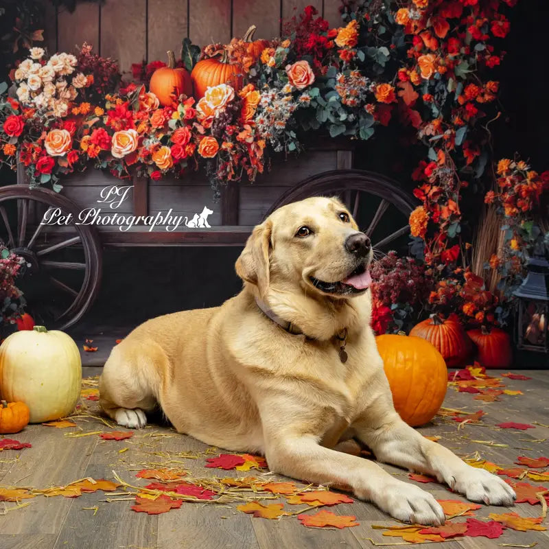 Kate Autumn Flower Arch Pumpkin Backdrop Designed by Patty Robert -UK