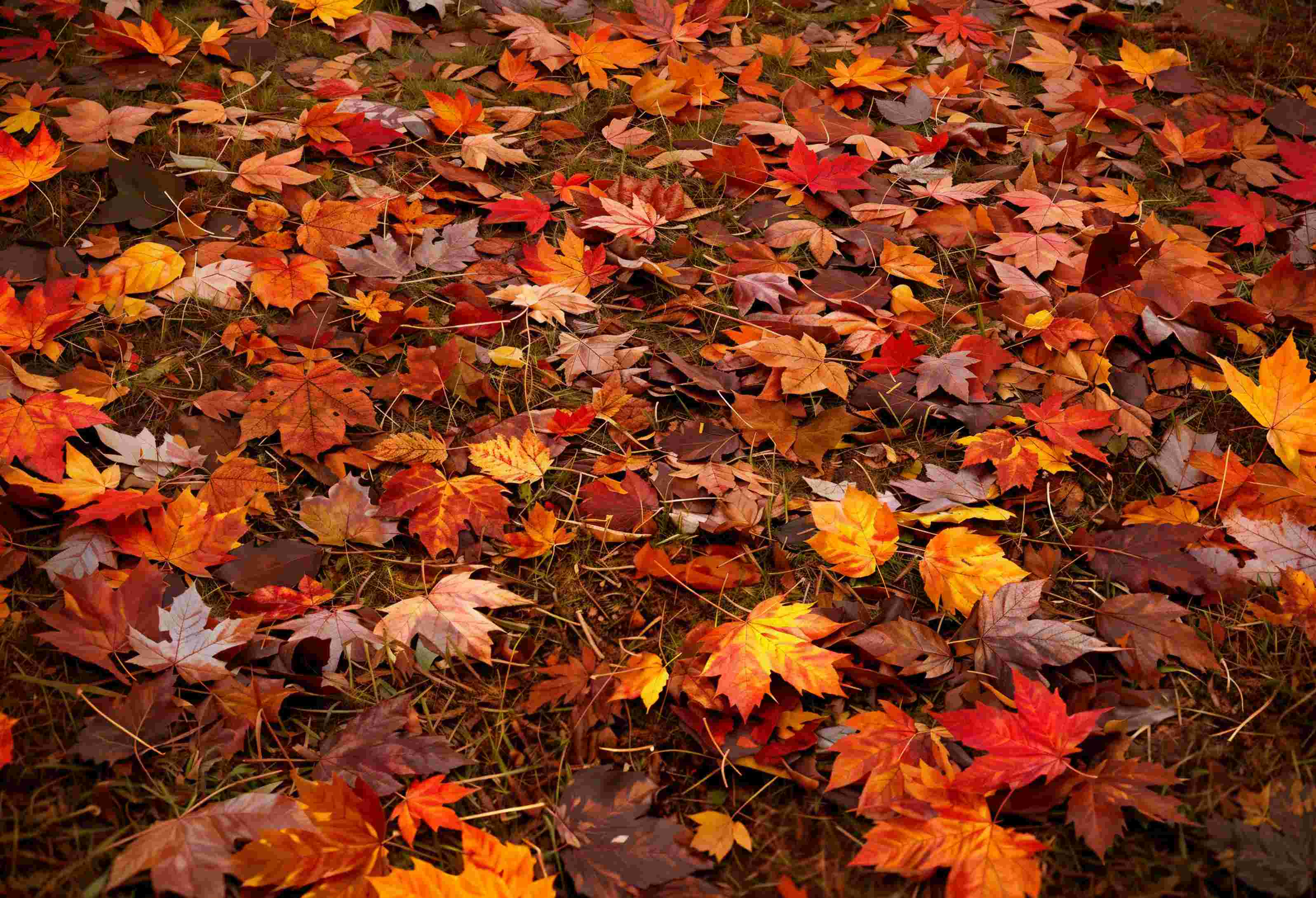 Kate Autumn Maple Leaves Vinyl Floor Backdrop -UK