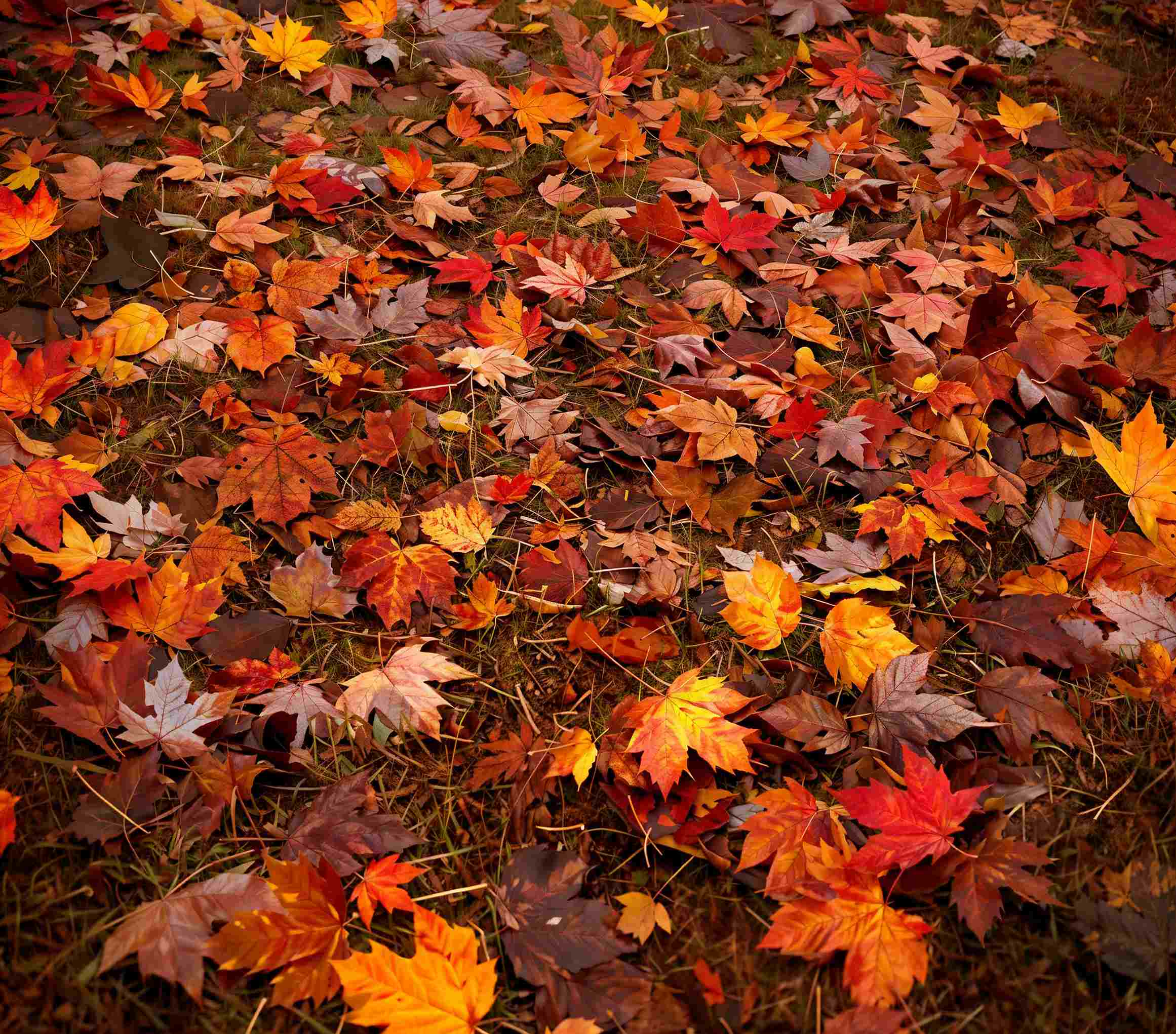 Kate Autumn Maple Leaves Vinyl Floor Backdrop -UK