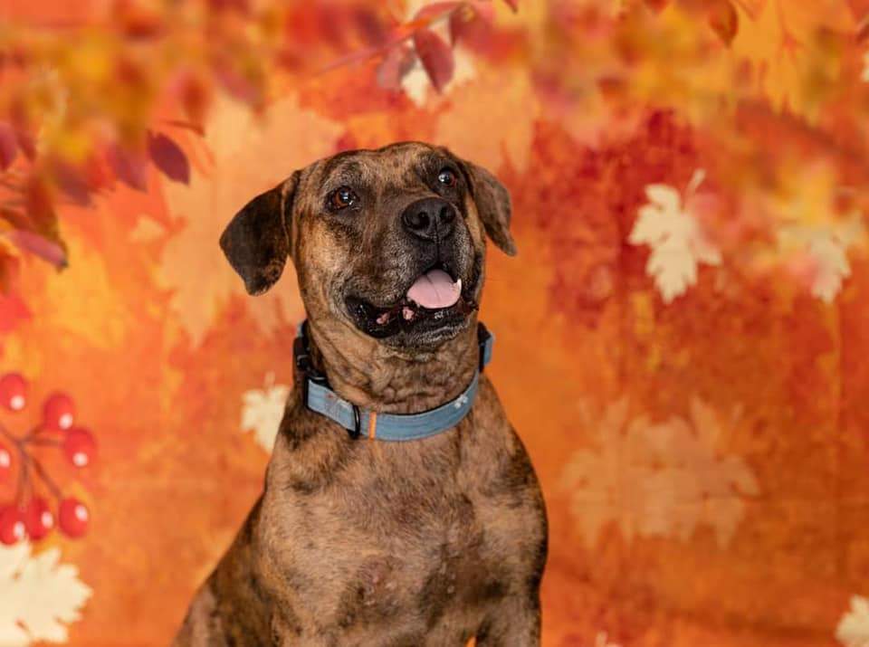 Kate Autumn Backdrop Yellow Fallen Leaves Designed by Chain Photography -UK
