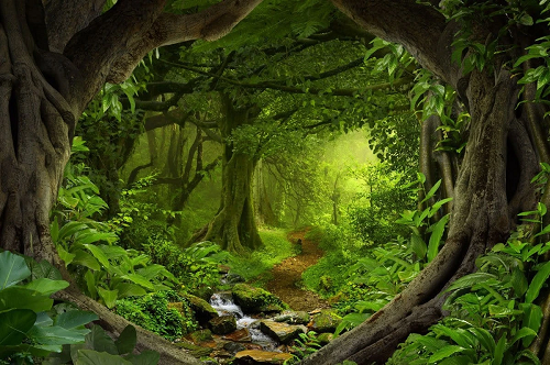 Kate Forest With Green Trees And Creek Spring for photography