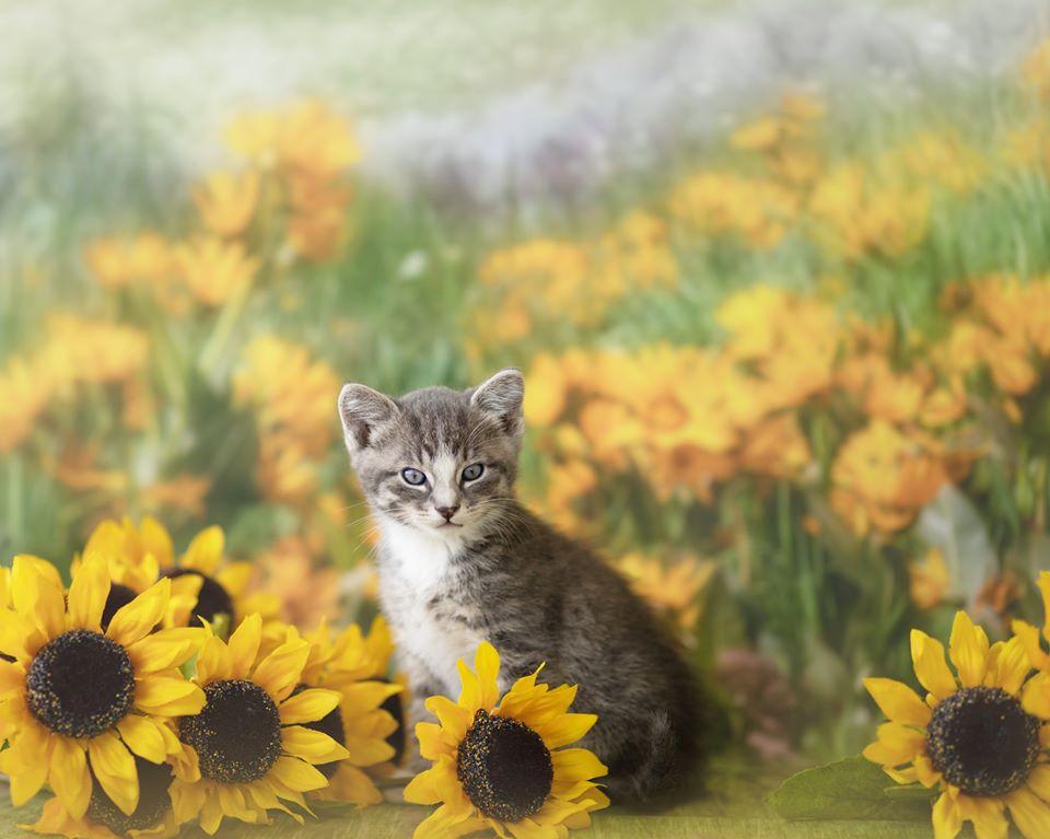 Kate Mountain Meadow Sunflower Backdrop for Photography Designed by Lisa Granden