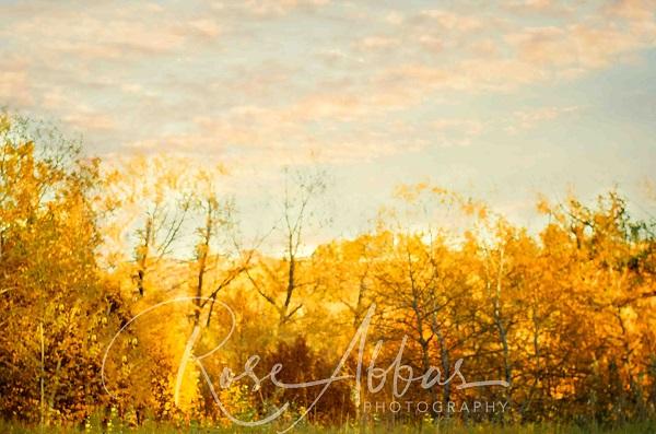 Kate Autumn Dusk Golden Grove Backdrop Designed by Rose Abbas -UK
