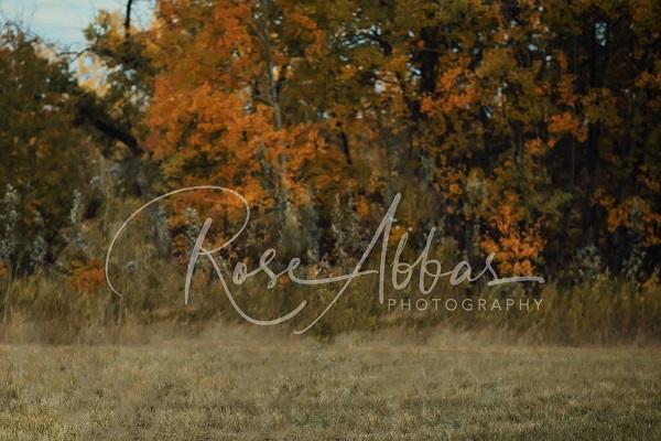 Kate Autumn Outskirts Grove Backdrop Designed by Rose Abbas