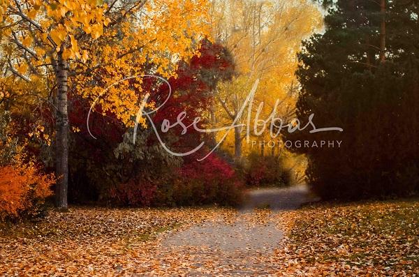 Kate Autumn Golden Leaves Backdrop Designed by Rose Abbas -UK