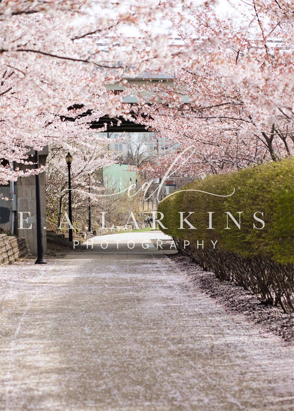 Kate Summer Cherry Blossom Archway Backdrop Designed by Erin Larkins -UK