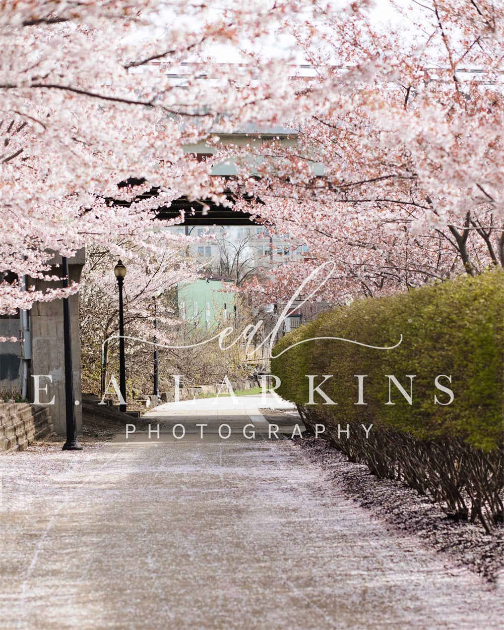 Kate Summer Cherry Blossom Archway Backdrop Designed by Erin Larkins