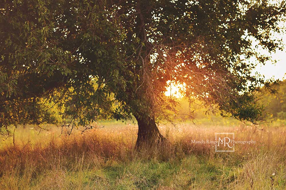 Kate Tree at Sunset Backdrop Designed by Mandy Ringe Photography