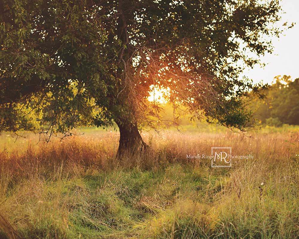 Kate Tree at Sunset Backdrop Designed by Mandy Ringe Photography