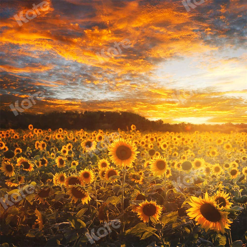 Kate Autumn/Summer Sunflower Field Sunset Backdrop by Chain Photography