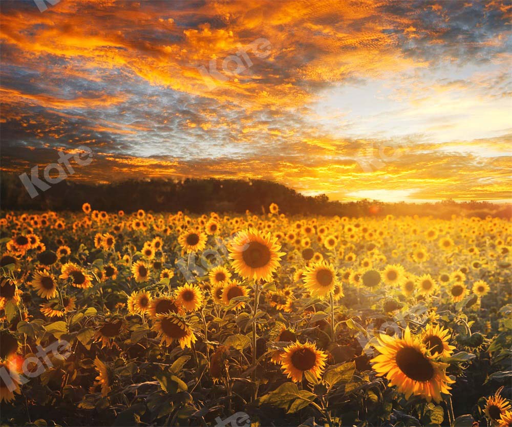 Kate Autumn/Summer Sunflower Field Sunset Backdrop by Chain Photography