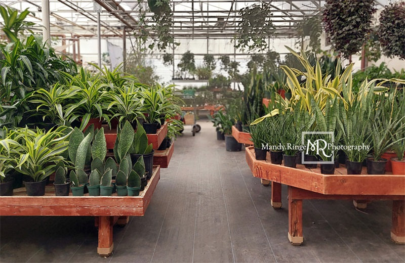 Kate Spring Greenhouse Interior Backdrop Designed by Mandy Ringe Photography -UK