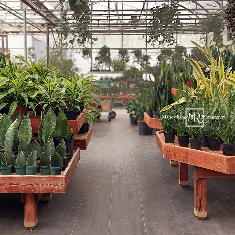 Kate Spring Greenhouse Interior Backdrop Designed by Mandy Ringe Photography -UK
