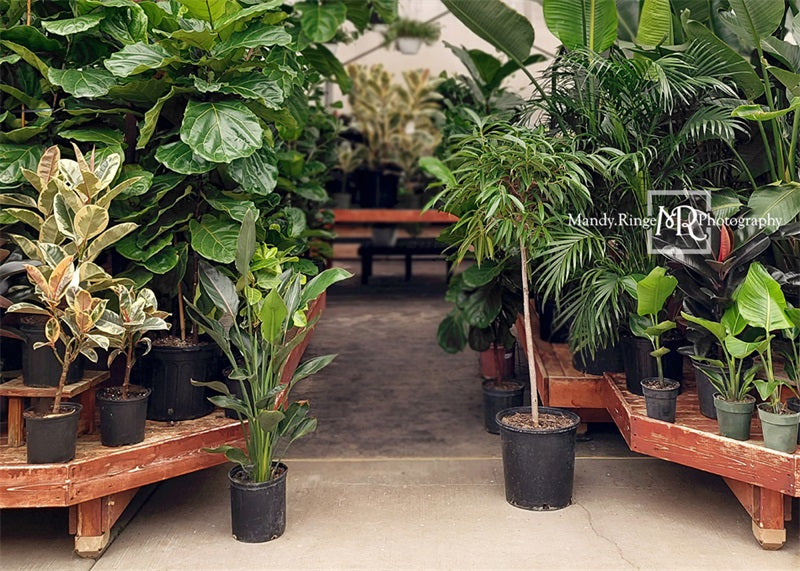 Kate Spring Tropical Greenhouse Interior Backdrop Designed by Mandy Ringe Photography