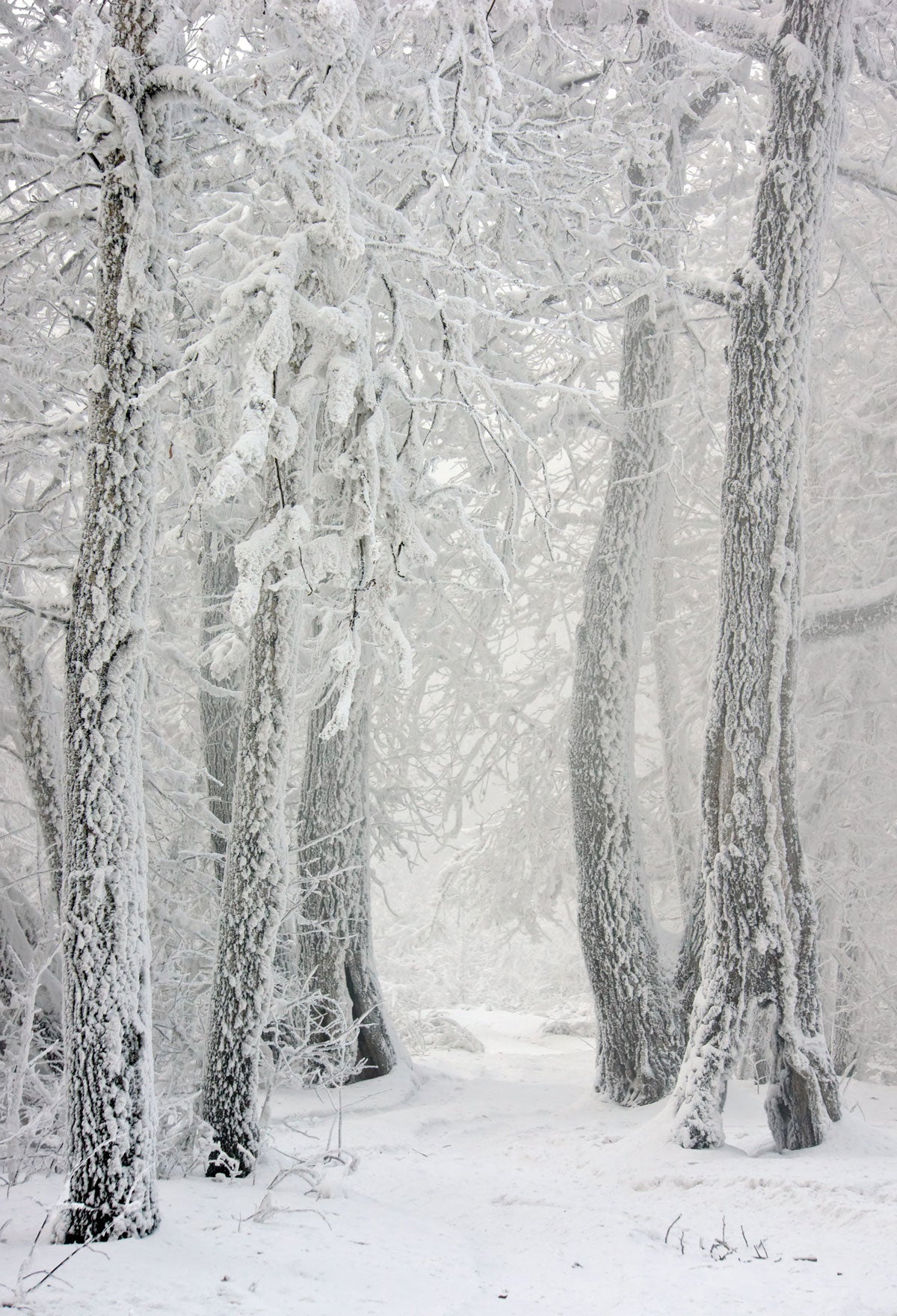 Kate Snow Winter Snowflake Forest Backdrop for Photography