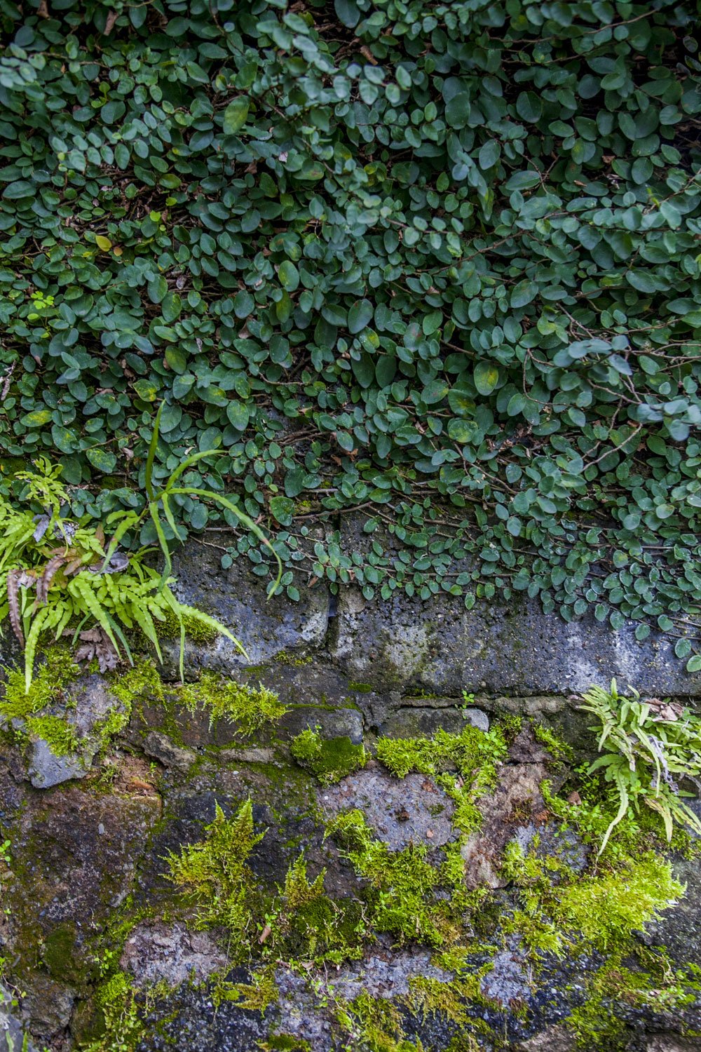 Kate Green Plants Wall Backdrop Designed by Jia Chan Photography