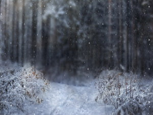 Winter Snowy Forest Backdrop