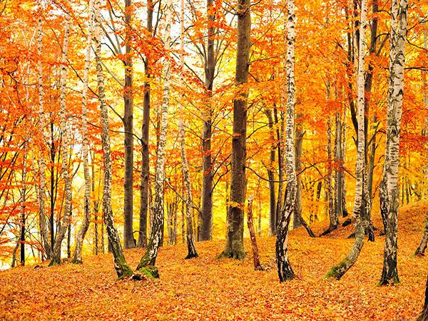 Katebackdrop£ºKate Autumn Scenery Photography Backdrop Forest Photo Background