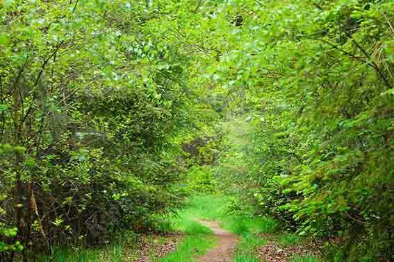 Kate Summer Green Forest Path Backdrop Designed by Chain Photography