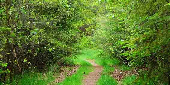 Kate Summer Green Forest Path Backdrop Designed by Chain Photography