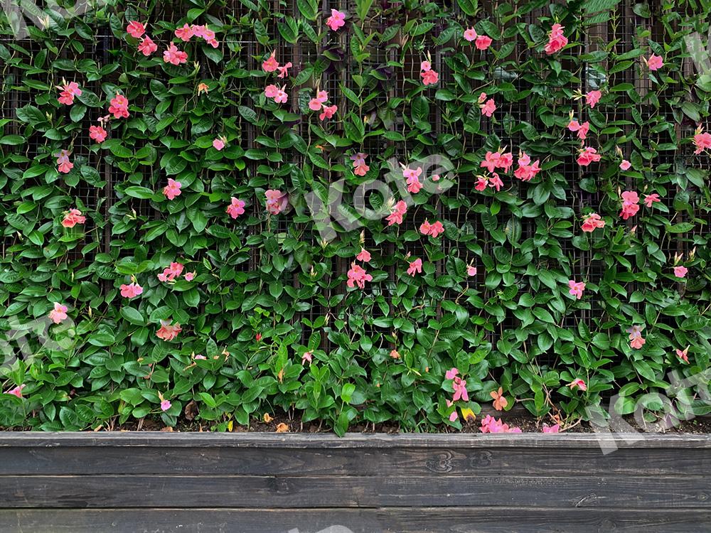 Kate Green Vine Flowers Backdrop Designed by Emetselch