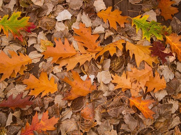 Kate Autumn Fallen Leaves Backdrop Scene Photo Studio Props - Kate backdrop UK