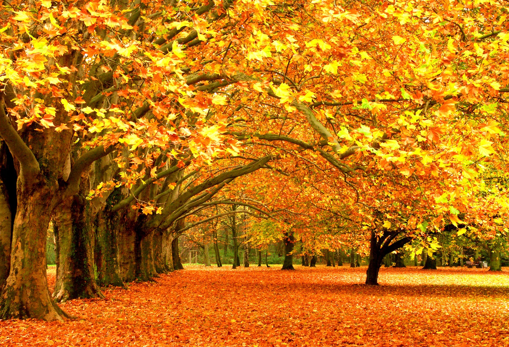 Kate Autumn Fallen Leaves Backdrops For Photography - Kate backdrops UK