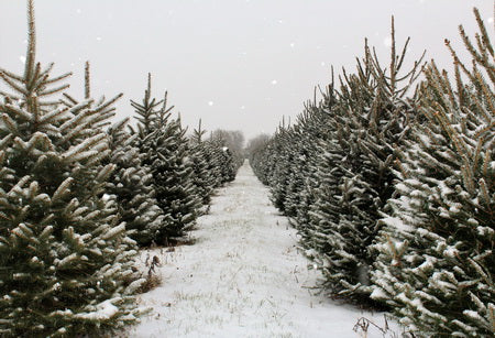 Christmas Pines Tree Farm Path Backdrop