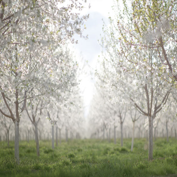 Kate Spring Orchard in White Backdrop for Photography Designed by Lisa Granden