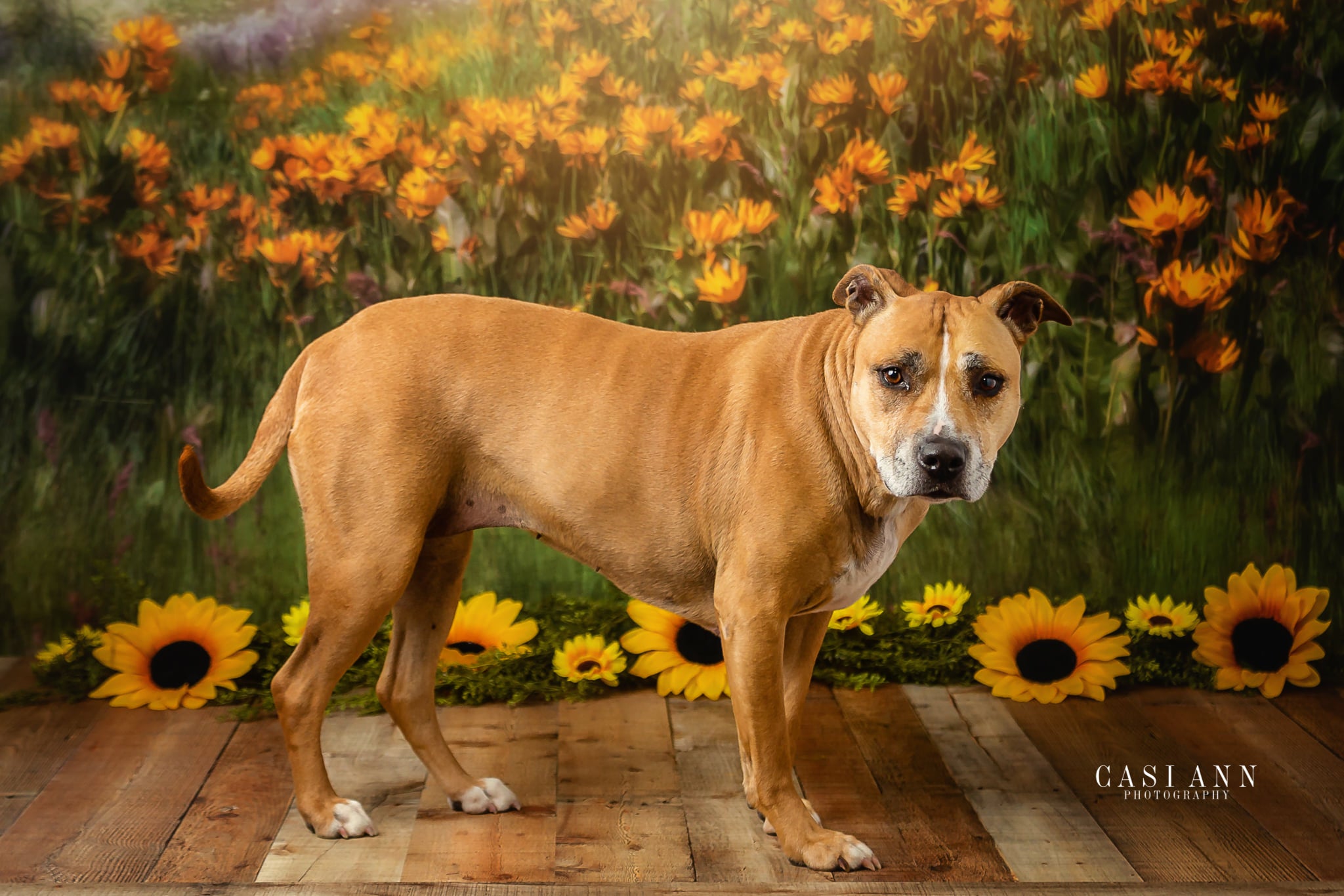 Kate Mountain Meadow Sunflower Backdrop for Photography Designed by Lisa Granden